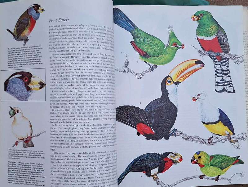 Reader's Digest Birds: Their Life, Their Ways, Their World Hardcover 1982 Fourth Printing