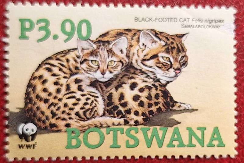 Botswana 2005 Black-footed Cat 1 Mint stamp