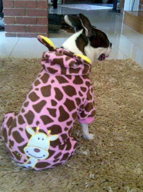 MEDIUM FLEECE DOGGY JACKET WITH HOODY