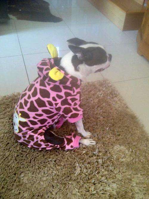 MEDIUM FLEECE DOGGY JACKET WITH HOODY