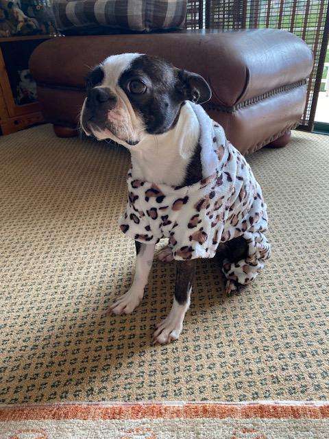 SOFT ANIMAL PRINT DOGGY JACKET WITH HOODY