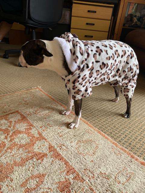 SOFT ANIMAL PRINT DOGGY JACKET WITH HOODY
