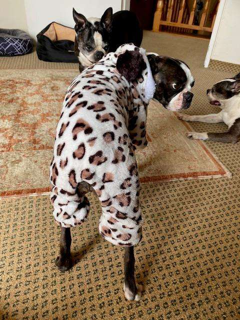 SOFT ANIMAL PRINT DOGGY JACKET WITH HOODY