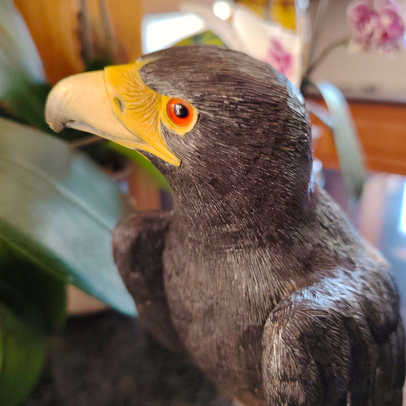 Feathers of Knysna Friends hand painted Black Eagle