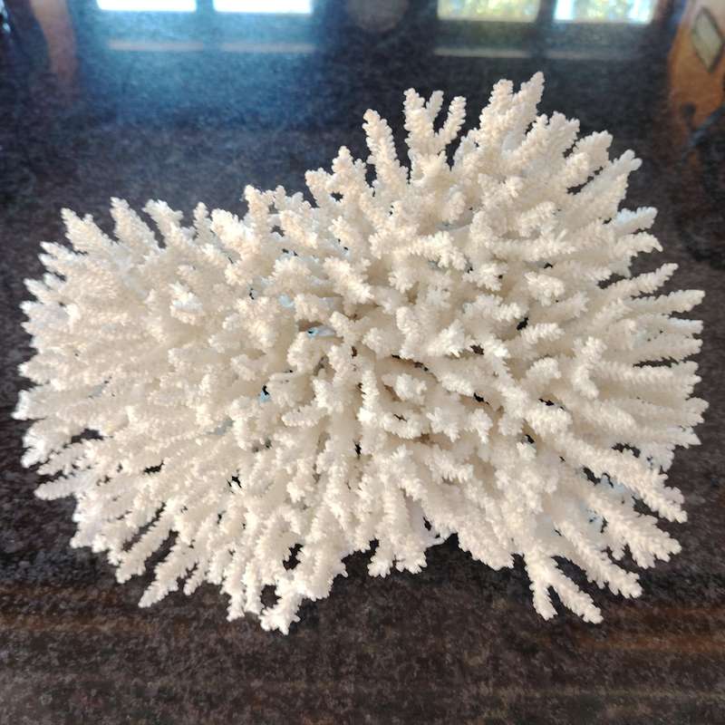 Large Stunning Sea White Coral Piece