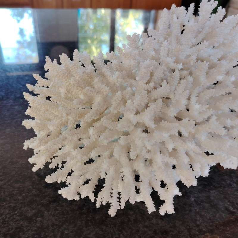 Large Stunning Sea White Coral Piece