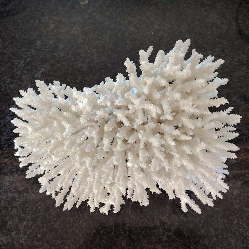 Large Stunning Sea White Coral Piece