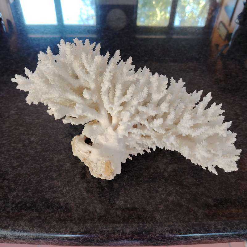 Large Stunning Sea White Coral Piece