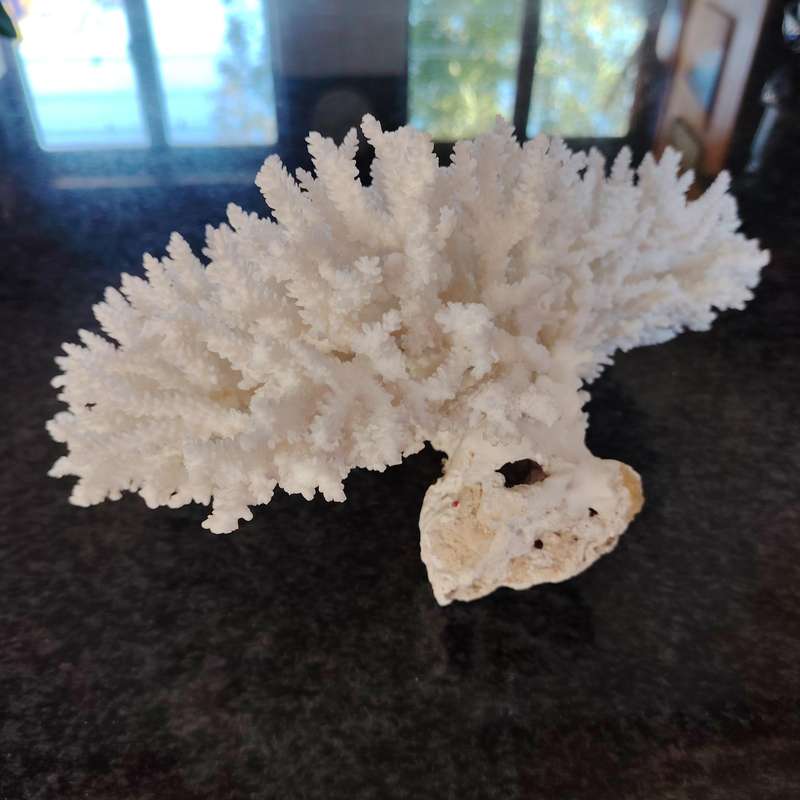 Large Stunning Sea White Coral Piece