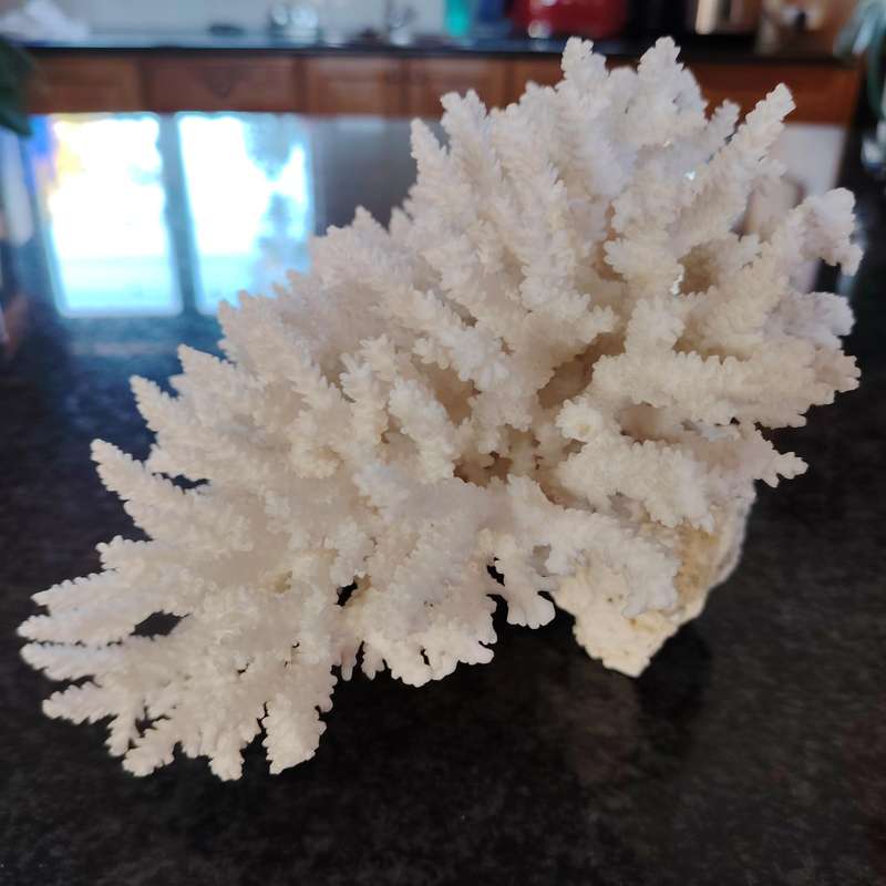Large Stunning Sea White Coral Piece