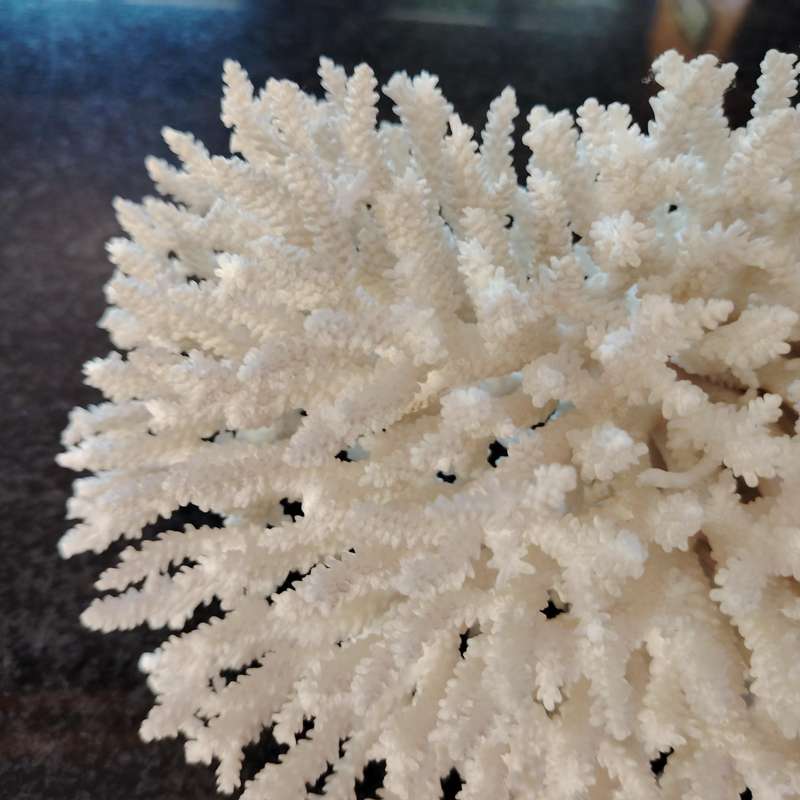 Large Stunning Sea White Coral Piece