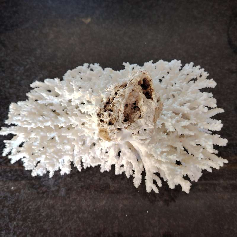 Large Stunning Sea White Coral Piece