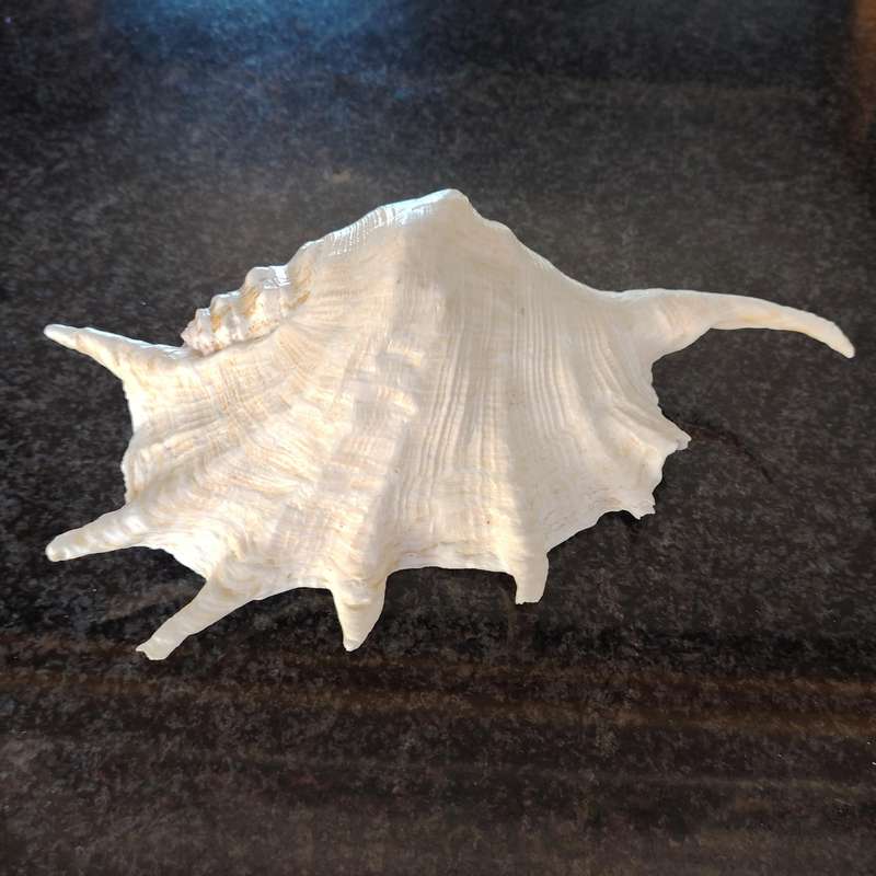 Large Sea Conch Spider Shell