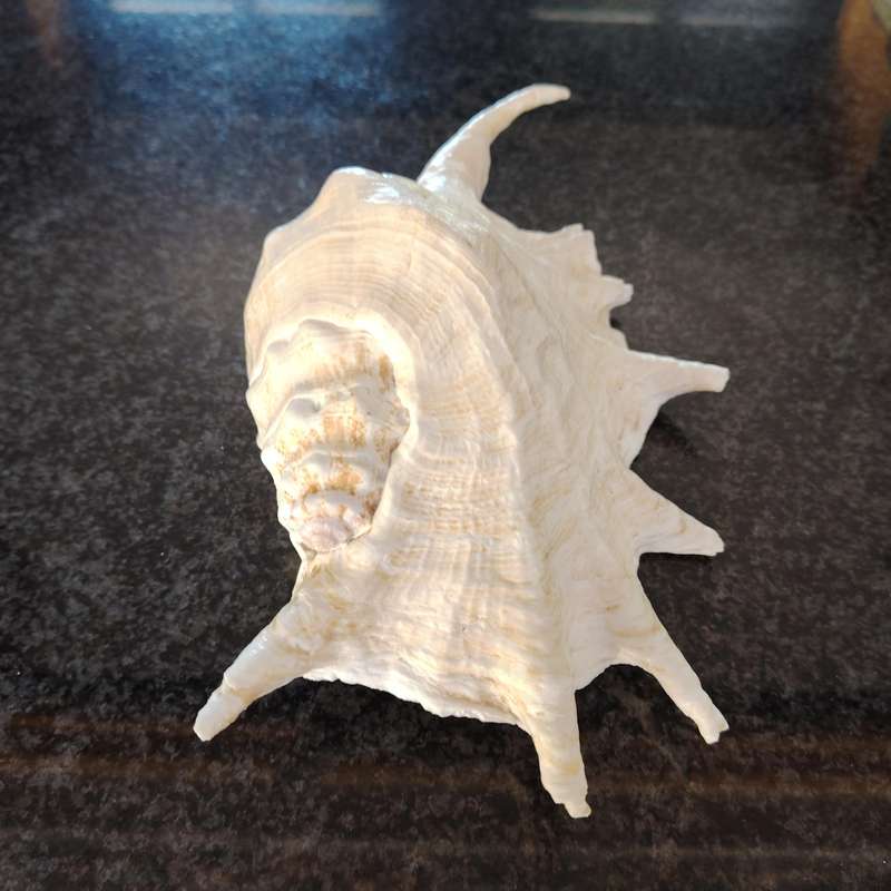 Large Sea Conch Spider Shell