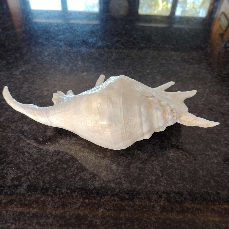 Large Sea Conch Spider Shell