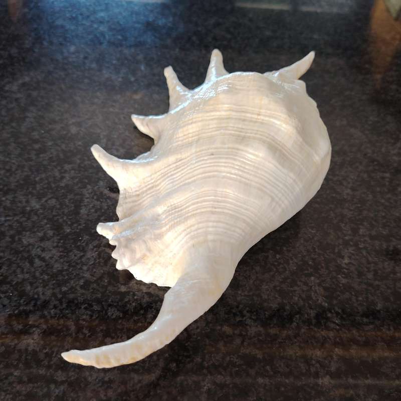Large Sea Conch Spider Shell