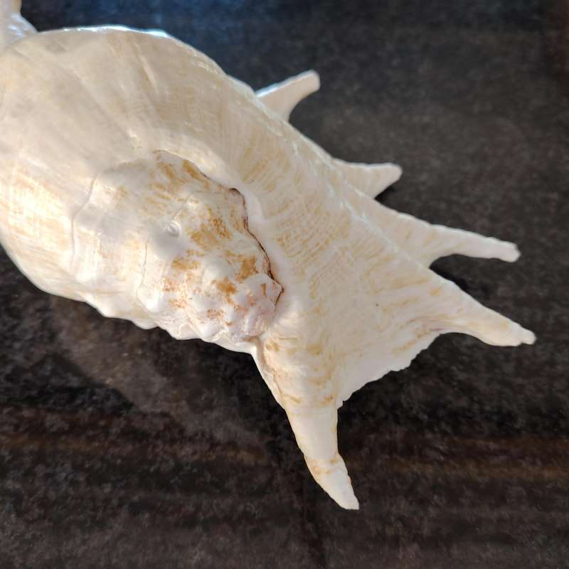 Large Sea Conch Spider Shell