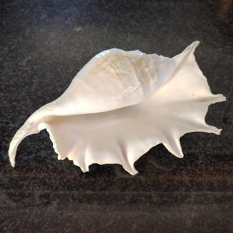 Large Sea Conch Spider Shell