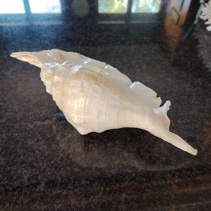 Large Sea Conch Spider Shell