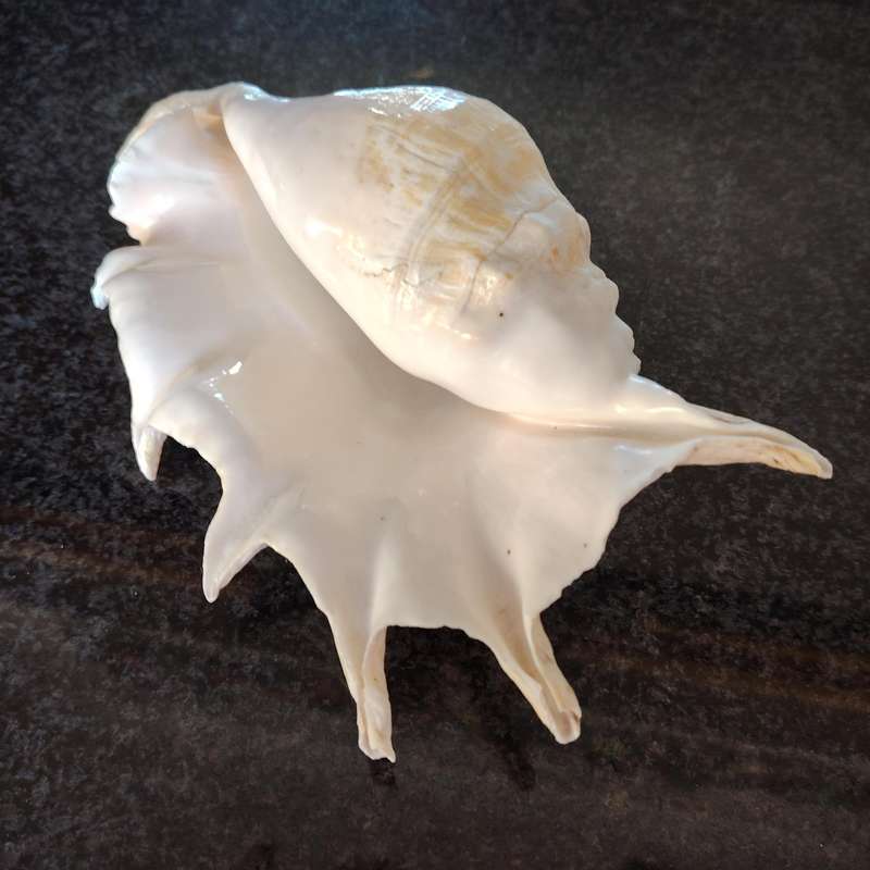 Large Sea Conch Spider Shell