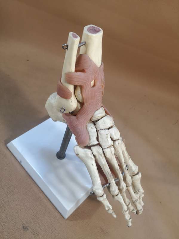 Anatomical LIfe Size Human Foot Joint Celebrex 200 Model