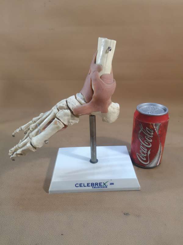 Anatomical LIfe Size Human Foot Joint Celebrex 200 Model