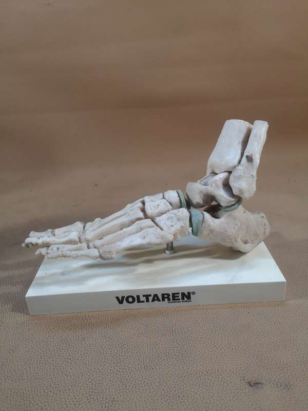 Anatomical LIfe Size Human Foot Joint Voltaren Model