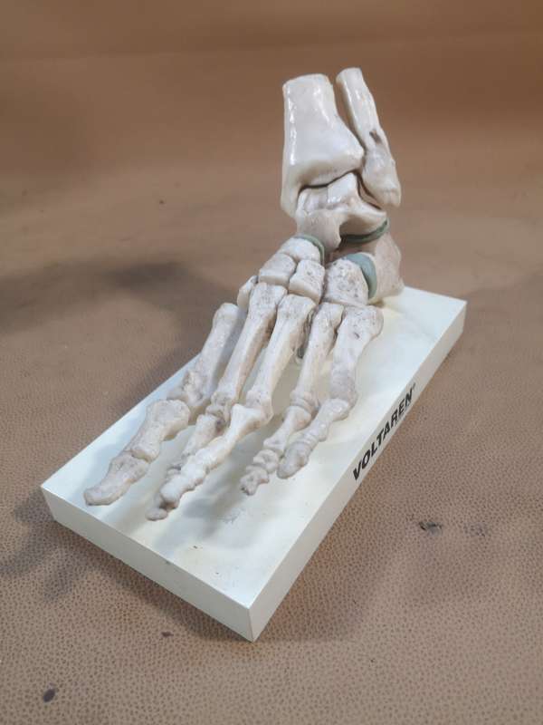 Anatomical LIfe Size Human Foot Joint Voltaren Model