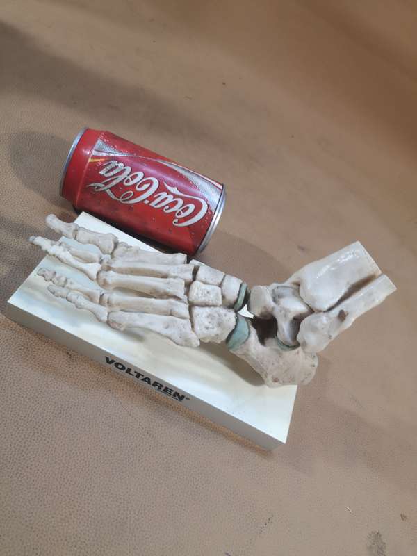 Anatomical LIfe Size Human Foot Joint Voltaren Model