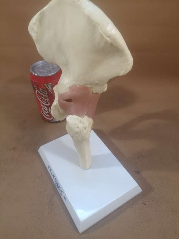 Celebrex 200 Medical Anatomical Model Hip Femur Pelvis
