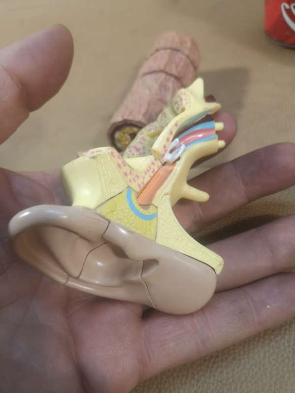 Collection Medical Training Items