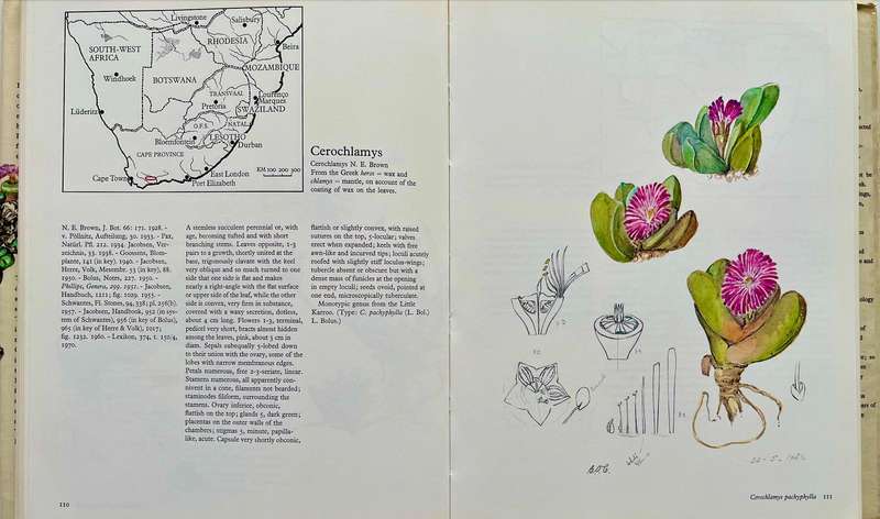 The Genera of the Mesembryanthemaceae