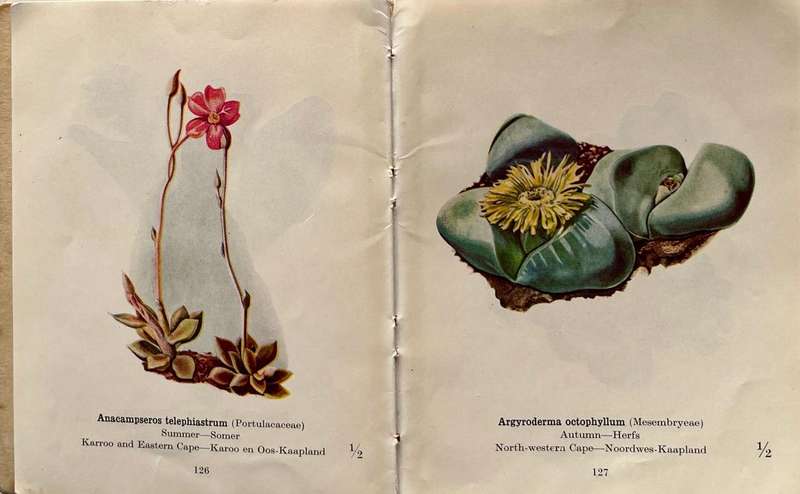 Protected Wild Flowers of the Cape Province Volume 1 and Volume 3