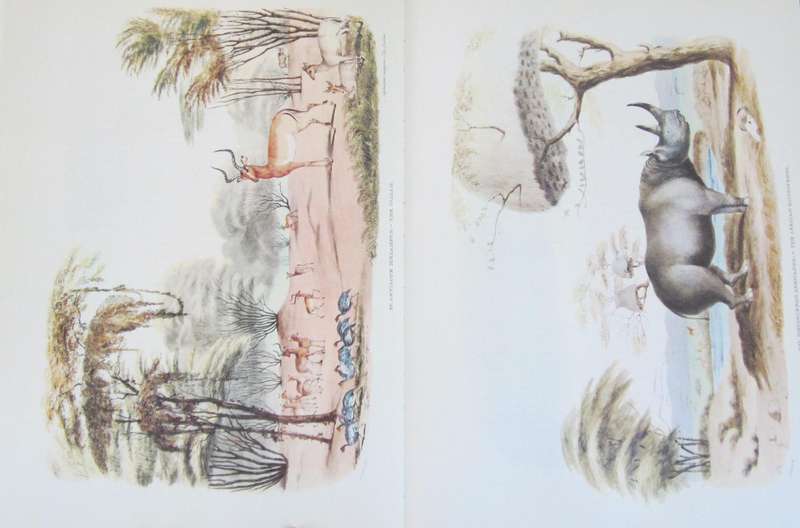 Portraits of the Game and Wild Animals of Southern Africa