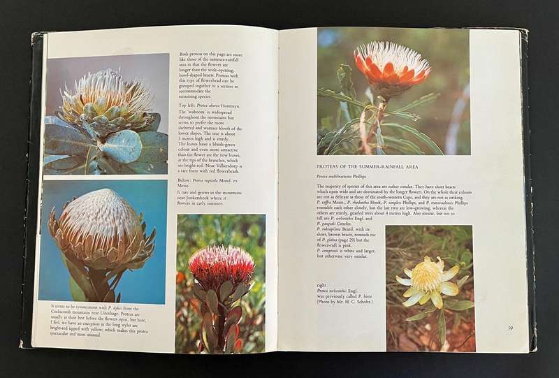 The Proteaceae of South Africa