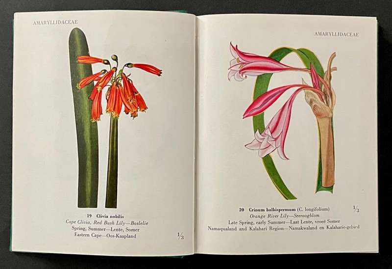 Some Protected Wild Flowers of the Cape Provonce