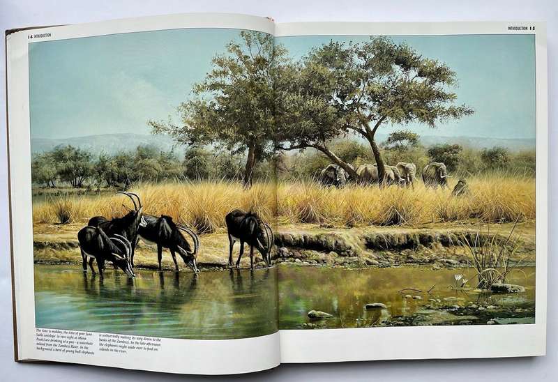 African Seasons - Wildlife at the Waterhole