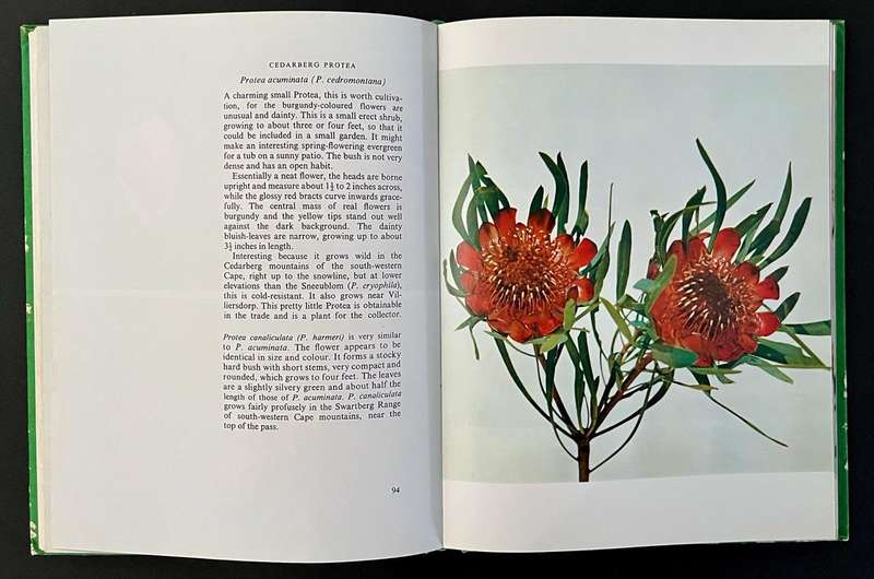 Proteas for Pleasure - How to Grow and Identify them
