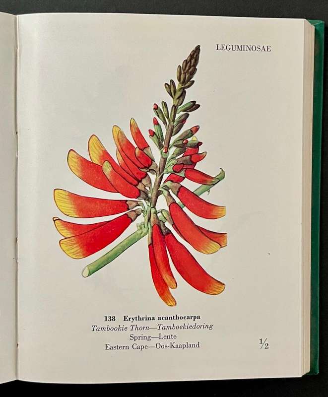 Some Protected Wild Flowers of the Cape Provonce