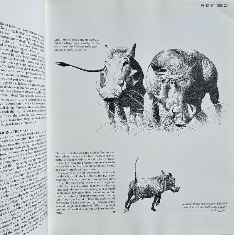 African Seasons - Wildlife at the Waterhole