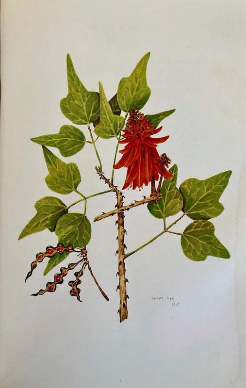 Trees and Shrubs of the Witwatersrand - An Illustrated Guide