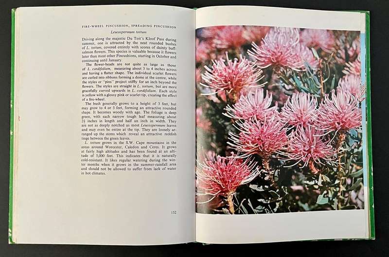 Proteas for Pleasure - How to Grow and Identify them