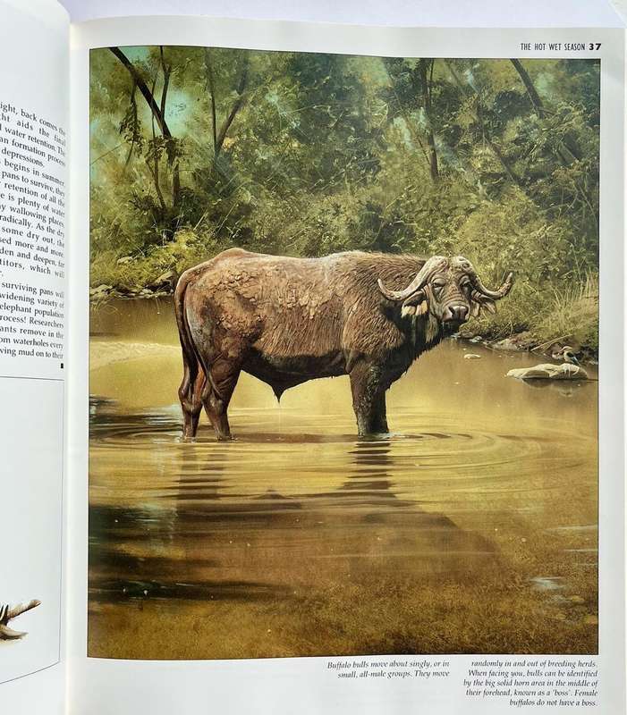 African Seasons - Wildlife at the Waterhole
