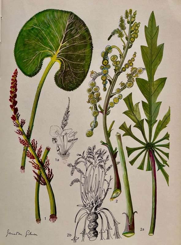 Wild Flowers of Natal (Coastal Region) and Wild Flowers of Natal (Inland Region) Set of two