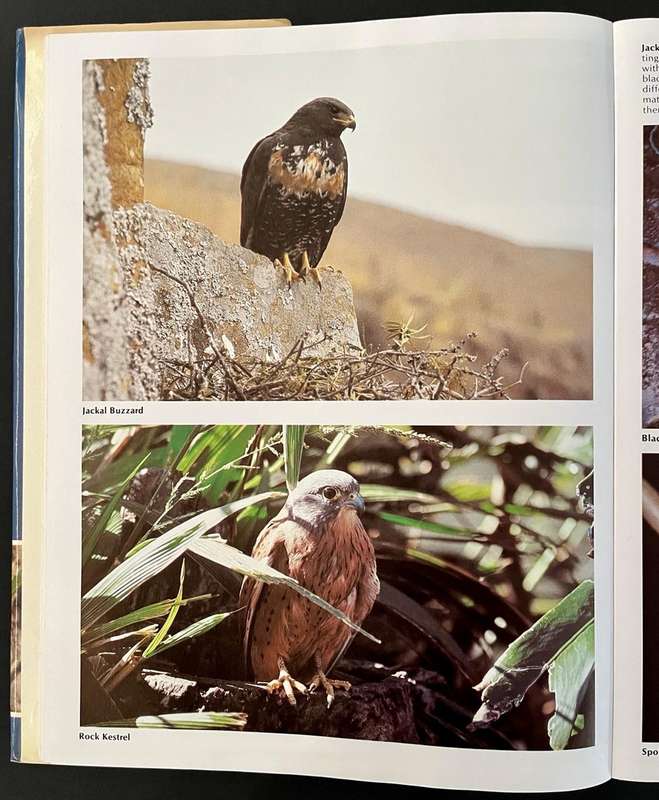 Everyone's Guide to South African Birds
