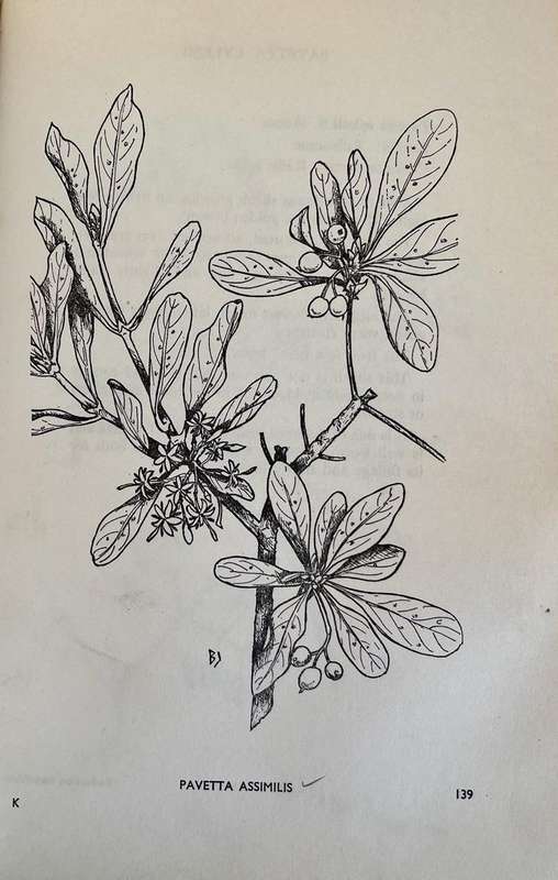 Trees and Shrubs of the Witwatersrand - An Illustrated Guide
