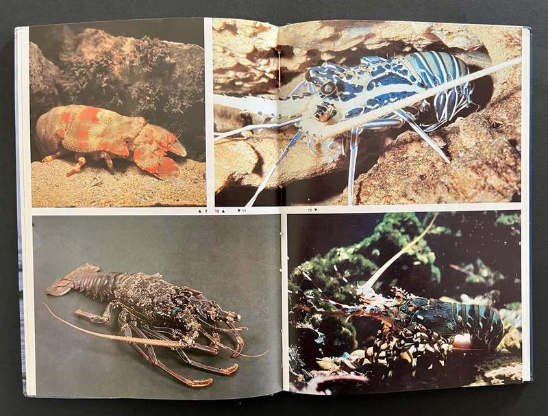 Diving for Crayfish in South Africa