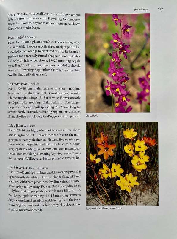 The Color Encyclopedia of Cape Bulbs