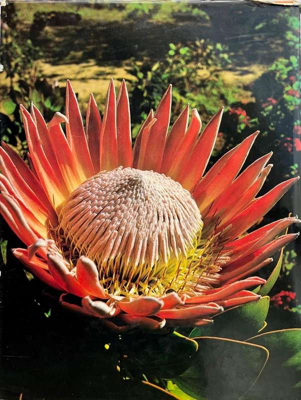 The Splendour of South Africa