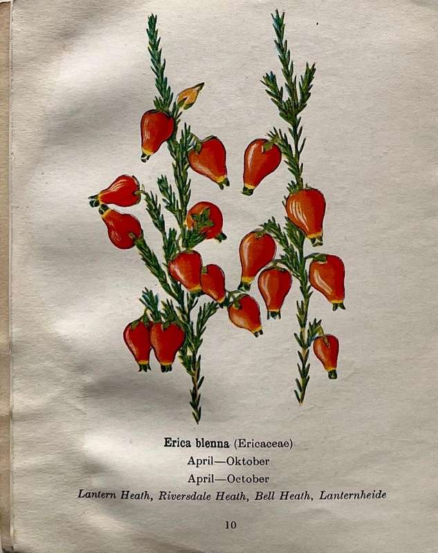 Protected Wild Flowers of the Cape Province Volume 1 and Volume 3
